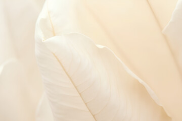 Nature abstract of flower petals, beige transparent leaves with natural texture as natural background or wallpaper. Macro texture, neutral color aesthetic photo with veins of leaf, botanical design