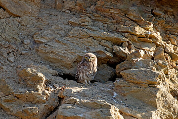 Little owl (Athena noctua) perching in front of its nest in crack of a rock