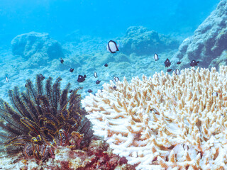 サンゴの白化現象
テーブルサンゴのフタスジリュウキュウスズメダイ、ミツボシクロスズメダイ、ヤリカタギ幼魚他
英名学名：Reticulated Dascyllus,Dascyllus reticulatus
Chevron Butterflyfish,Chaetodon trifascialis
Threespot dascyllus,Dascyllus trimaculatus
ヒリゾ浜2024
