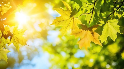 Vibrant green and yellow tree foliage illuminated by sunlight creates a stunning display of natural colors, offering an ideal setting for capturing the essence of nature with ample copy space.