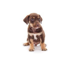 Fototapeta premium One brown little dog.