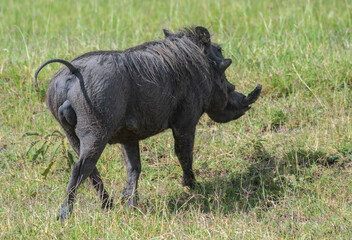 African Warthog in wildlife in a serene habitat, Masai Mara Reserve, Kenya