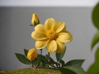 Fototapeta premium Radiant Yellow Dahlia in Bloom