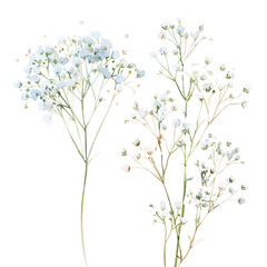 Watercolor painting of Babys Breath, isolated on a white background, and Babys Breath vector