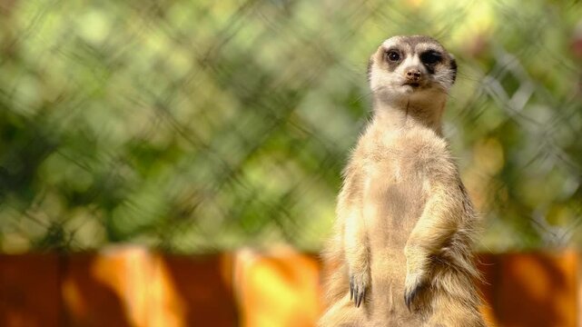 The meerkat at the zoo keeping watch