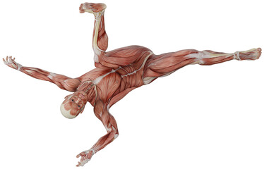 muscle body exercise person with transparent background