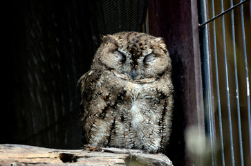 オオコノハズク