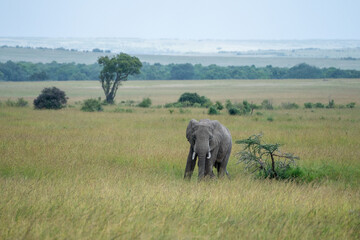 Big elephants in their habitat, Masai Mara Reserve, Kenya