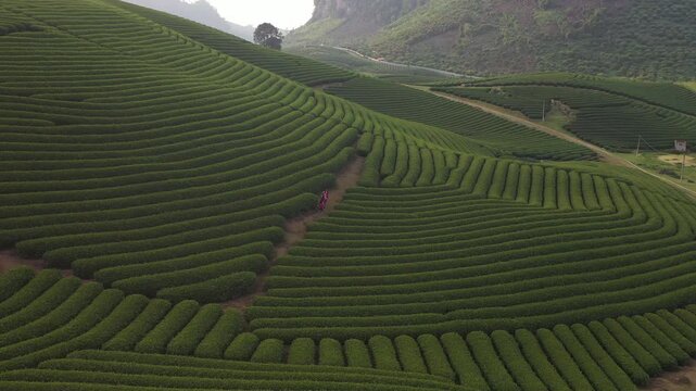 Ethnic Minority Children on a Tea Hill in Tea Farm, Moc Chau District, Son La Province, Vietnam