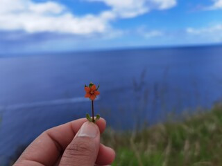 flower in the hands