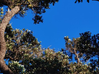 tree and sky