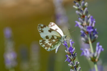 Butterfly on the colorful flower in nature. Pontia daplidice - Bath White