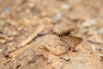 Little Skipper Butterfly Lerodea eufala close-up side view with a blurred background.