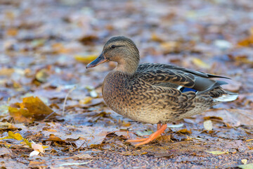 closeup portrait of a duck