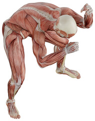 muscle body exercise person with transparent background
