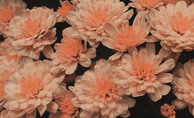Beautiful pink chrysanthemum background close up.