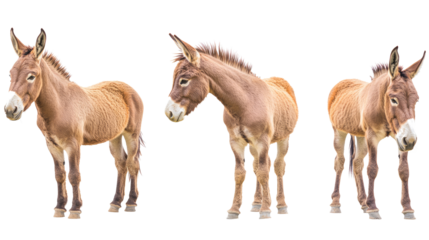 Side View Collection of Donkeys on a Transparent Background Generative AI