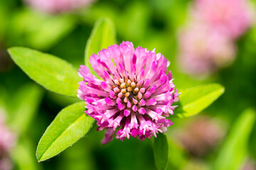 Blüten des Wiesenklee	