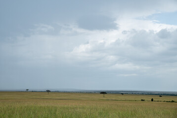 Obraz premium A vibrant rainbow over a grassy African field in Savannah, Masai Mara, Kenya