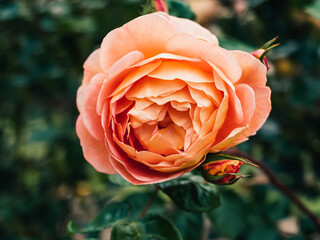 Rose in the garden