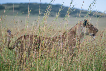 A lioness is standing in the grass, Masai Mara Reserve, Kenya