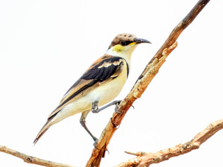Fototapeta premium Banded Honeyeater (Cissomela pectoralis) in Australia