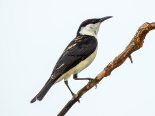 Banded Honeyeater (Cissomela pectoralis) in Australia