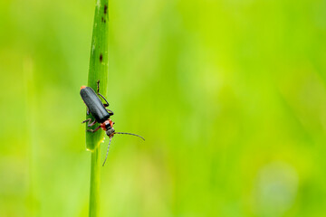 Fototapeta premium Gemeiner Weichkäfer (Cantharis fusca)