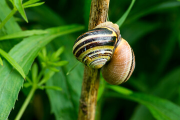 Hain-Bänderschnecke (Cepaea nemoralis)