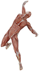 muscle body exercise person with transparent background