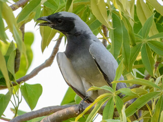 Black-faced Cuckoo-shrike (Coracina novaehollandiae) in Australia