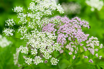 Blüten der Großen Bibernelle (Pimpinella major)