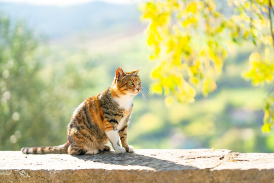 A colourful cat sits on a stone fence against a backdrop of green trees beautifully lit by the sun in Croatia