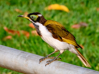 Blue-faced Honeyeater (Entomyzon cyanotis) in Australia