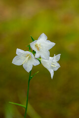 Campanula persicifolia ( Grandiflora Alba )