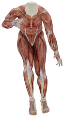 male muscle body exercise person with transparent background