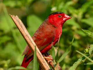 Stunning native bird with beautiful plumage. Found in rural outback areas of Australia.
