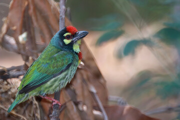 A bird in the family Megalaimidae, perches on a branch, is the smallest bird, has a green body, a yellow neck, a red chest and forehead, and yellow eye rims.