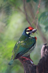A bird in the family Megalaimidae, perches on a branch, is the smallest bird, has a green body, a yellow neck, a red chest and forehead, and yellow eye rims.