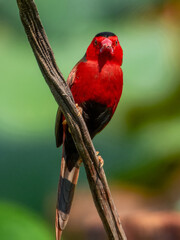 Stunning native bird with beautiful plumage. Found in rural outback areas of Australia.