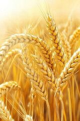 Golden Wheat Field in Sunlight - Close-Up of Wheat Heads with Natural Summer Bokeh in Rural Farmland Scene