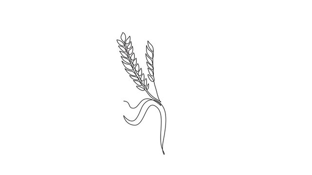 Animated self drawing of continuous line draw whole healthy organic wheat grain for farm or groceries logo identity. Fresh staple food concept for breakfast cereal icon. Full length one line animation
