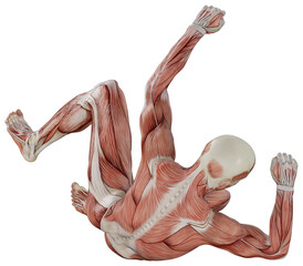 muscle body exercise person with transparent background