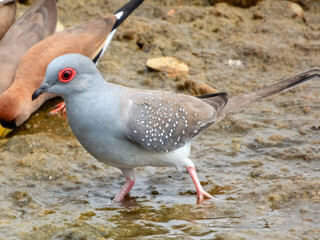 Diamond Dove (Geopelia cuneata) in Australia