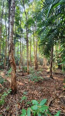 Fogg Dam in Northern Territory Australia