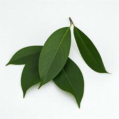 Four fresh green leaves overlapping on a white background.