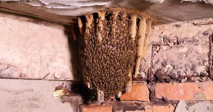 A large natural beehive. Bees have created a natural beehive inside a building in Myanmar. Many bees are nesting in their hive. This is an incredible image captured with a 4K high-definition camera.