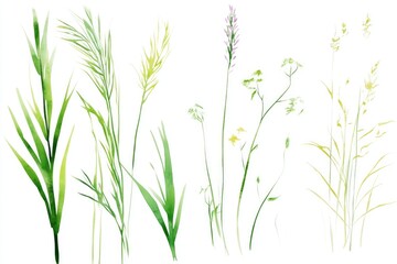 Watercolor Botanical Elements for Nature-Themed Design and Decoration