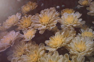 White yellow chrysanthemum close-up. Dark background. Vintage style.