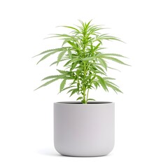 Fototapeta premium Perfect Green Cannabis Plant in Grey Pot Isolated on White Background